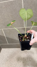 Load image into Gallery viewer, Anthurium King Clarinervium A