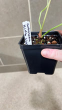 Load image into Gallery viewer, Anthurium King Clarinervium A