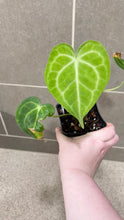 Load image into Gallery viewer, Anthurium King Clarinervium A
