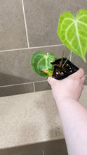 Load image into Gallery viewer, Anthurium King Clarinervium A