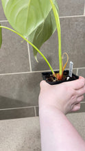 Load image into Gallery viewer, Philodendron pastazanum Z