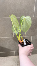 Load image into Gallery viewer, Philodendron pastazanum Z
