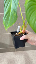 Load image into Gallery viewer, Philodendron pastazanum Z