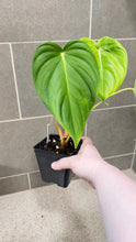 Load image into Gallery viewer, Philodendron pastazanum Z