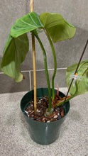 Load image into Gallery viewer, Philodendron gloriosum A
