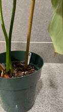 Load image into Gallery viewer, Philodendron gloriosum A