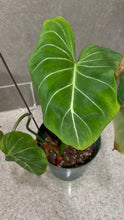 Load image into Gallery viewer, Philodendron gloriosum A
