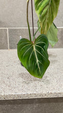 Load image into Gallery viewer, Philodendron gloriosum C