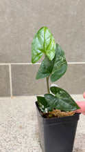 Load image into Gallery viewer, Syngonium albo variegata Marble (A)