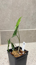 Load image into Gallery viewer, Syngonium albo variegata Marble (A)