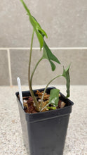 Load image into Gallery viewer, Syngonium albo variegata Marble (A)