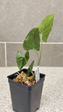 Load image into Gallery viewer, Syngonium albo variegata Marble (A)
