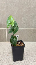 Load image into Gallery viewer, Syngonium albo variegata Marble (A)