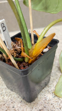Load image into Gallery viewer, Philodendron gloriosum (B)
