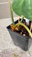 Load image into Gallery viewer, Philodendron gloriosum (B)