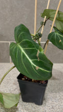 Load image into Gallery viewer, Philodendron gloriosum (B)