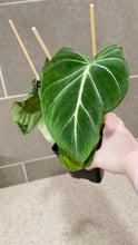 Load image into Gallery viewer, Philodendron gloriosum (B)
