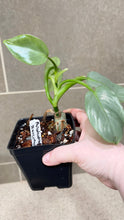 Load image into Gallery viewer, Philodendron Silver Sword (F)