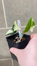 Load image into Gallery viewer, Syngonium albo variegata Marble (N)