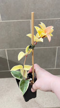 Load image into Gallery viewer, Hoya carnosa Krimson Queen (A)