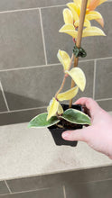 Load image into Gallery viewer, Hoya carnosa Krimson Queen (A)