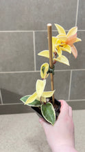 Load image into Gallery viewer, Hoya carnosa Krimson Queen (A)