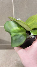 Load image into Gallery viewer, Hoya kerri Reverse Variegata (B)
