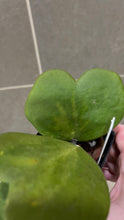 Load image into Gallery viewer, Hoya kerri Reverse Variegata (B)