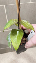 Load image into Gallery viewer, Hoya sp. 22 Khao Yai (B)
