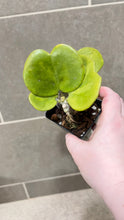 Load image into Gallery viewer, Hoya kerri Reverse Variegata (M)