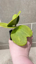 Load image into Gallery viewer, Hoya kerri Reverse Variegata (M)