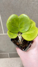 Load image into Gallery viewer, Hoya kerri Reverse Variegata (M)