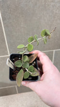 Load image into Gallery viewer, Hoya nummularioides N (String of Nickels)