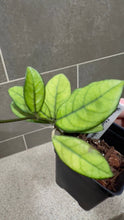 Load image into Gallery viewer, Hoya crassipetiolata Splash (Q)