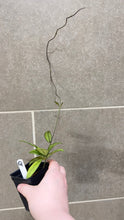 Load image into Gallery viewer, Hoya crassipetiolata Splash (Q)