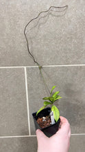 Load image into Gallery viewer, Hoya crassipetiolata Splash (Q)