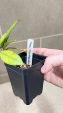 Load image into Gallery viewer, Hoya crassipetiolata Splash (Q)