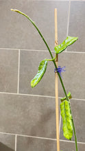 Load image into Gallery viewer, Hoya globulosa C