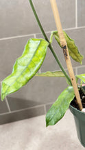Load image into Gallery viewer, Hoya globulosa C