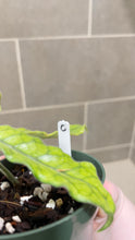 Load image into Gallery viewer, Hoya globulosa C