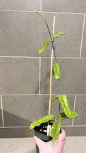 Load image into Gallery viewer, Hoya globulosa C