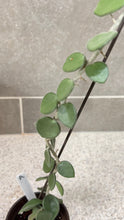 Load image into Gallery viewer, Hoya nummularioides (A) (String of Nickels)