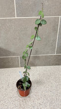 Load image into Gallery viewer, Hoya nummularioides (A) (String of Nickels)