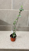 Load image into Gallery viewer, Hoya nummularioides (A) (String of Nickels)