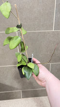Load image into Gallery viewer, Hoya verticillata (formerly wibergiae) (C)