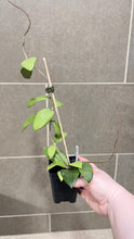 Load image into Gallery viewer, Hoya verticillata (formerly wibergiae) (C)