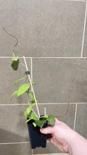 Load image into Gallery viewer, Hoya verticillata (formerly wibergiae) (C)