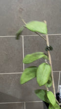 Load image into Gallery viewer, Hoya verticillata (formerly wibergiae) (C)