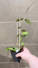 Load image into Gallery viewer, Hoya verticillata (formerly wibergiae) (C)