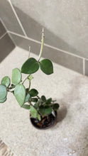 Load image into Gallery viewer, Hoya nummularioides (B) (String of Nickels)
